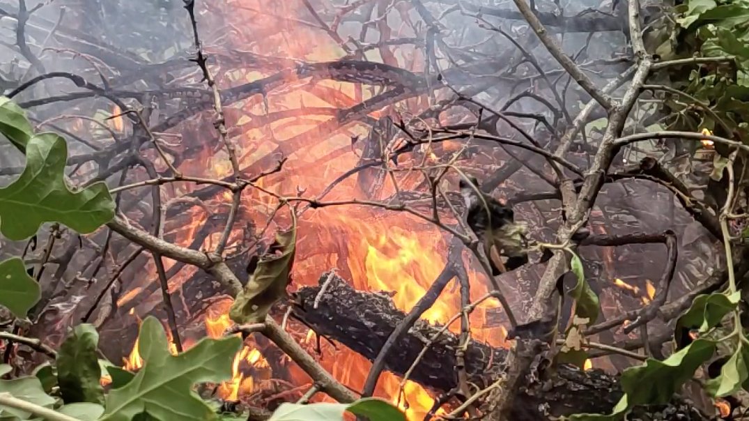 Wildfire Preparedness