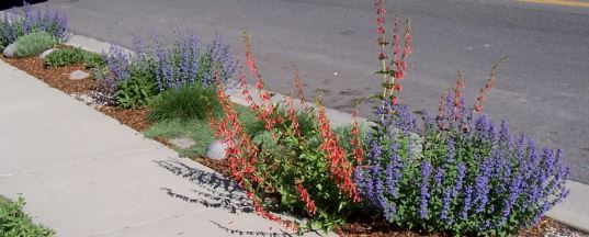 SLC Park Strip