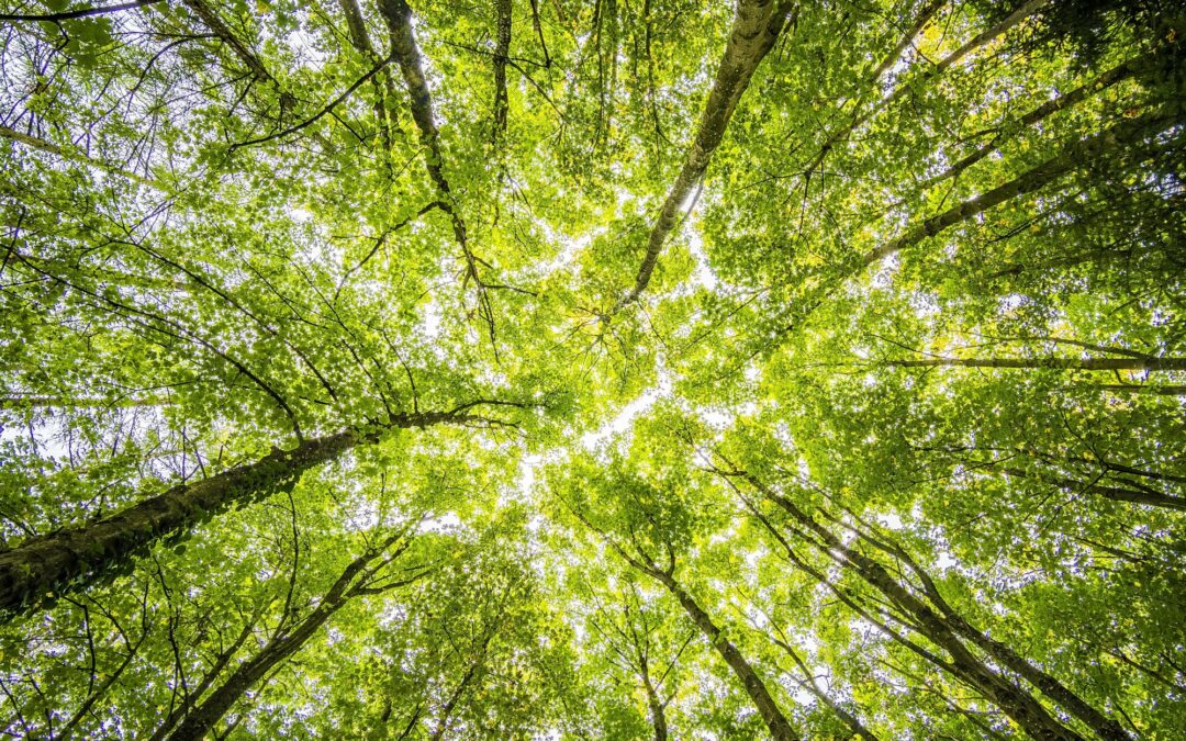 Salt Lake City’s Urban Forest