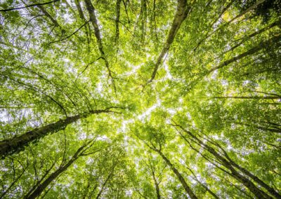 Salt Lake City’s Urban Forest